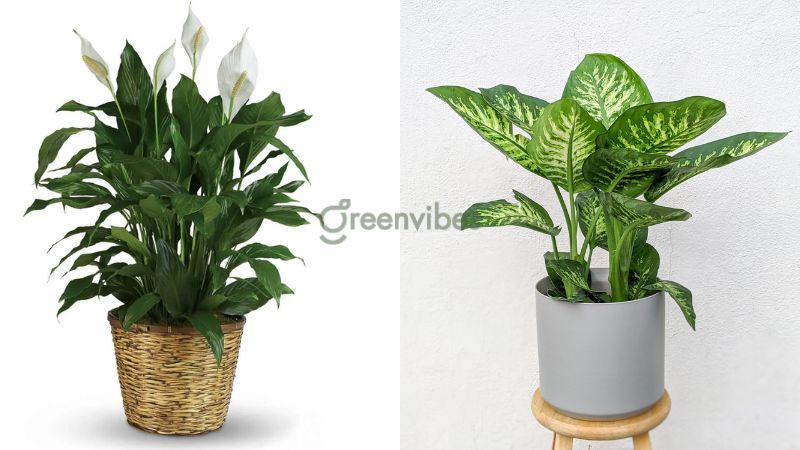 Tuổi Canh Tuất Nên Trồng Cây Gì Trong Nhà Chuẩn Phong Thủy May Mắn