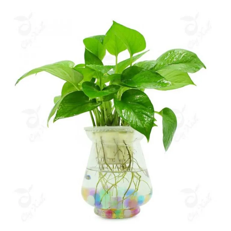 Cây cảnh thủy canh cần ánh sáng gián tiếp và thoáng khí