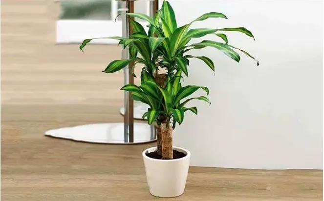 Cây cảnh trồng trong chậu