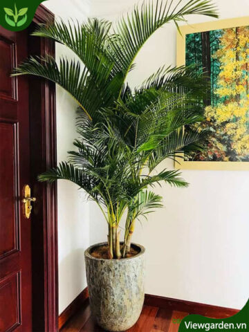 Cẩm Nang Chuyên Sâu Về cách chăm sóc cây cau Cảnh Luôn Xanh Tốt