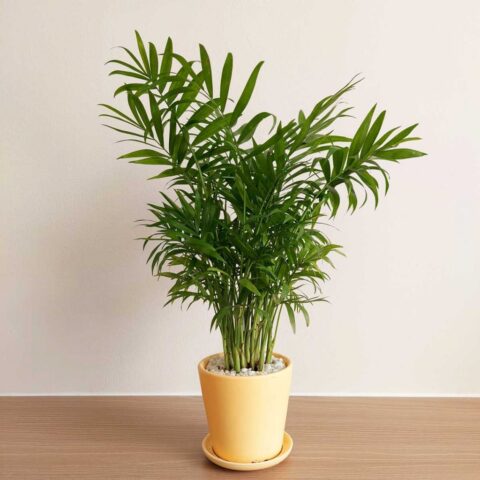 Cẩm Nang Chuyên Sâu Về cách chăm sóc cây cau Cảnh Luôn Xanh Tốt