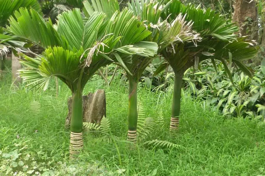 Cây cau cảnh dáng cao, thân thẳng, không che chắn tầm nhìn khu vực cổng