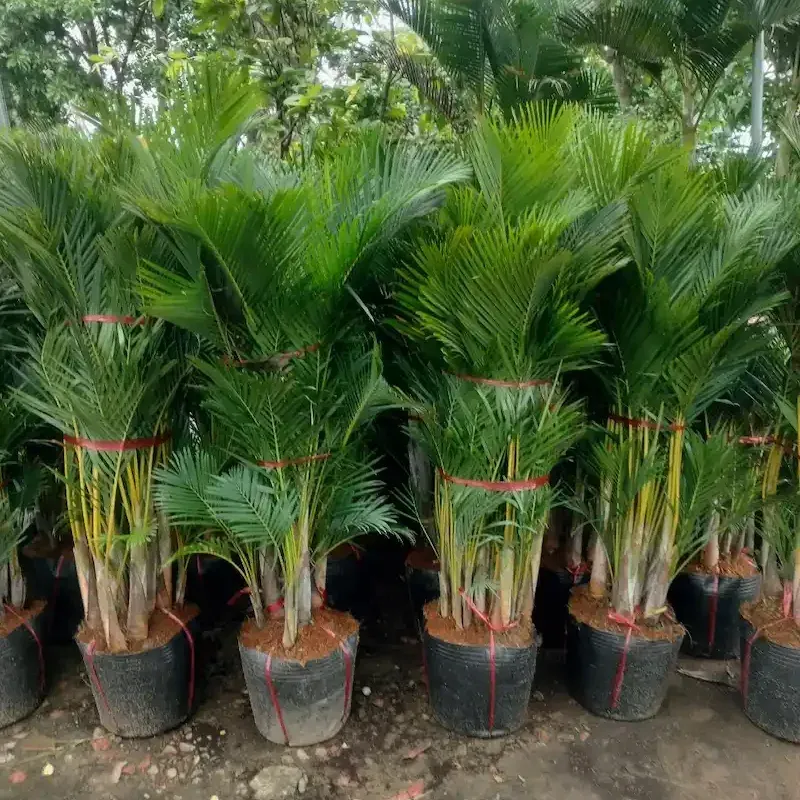 cây cau cảnh trồng trước nhà