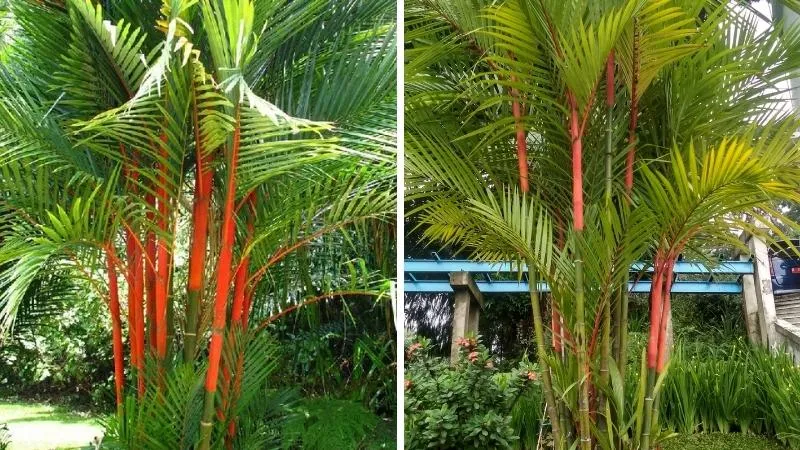 Cây cau đỏ nhỏ trồng trong chậu sứ, phù hợp làm cây nội thất cao cấp