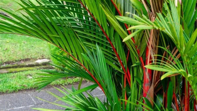 Cây cau đỏ trong chậu trang trí không gian nội thất, nhấn mạnh ý nghĩa phong thủy may mắn