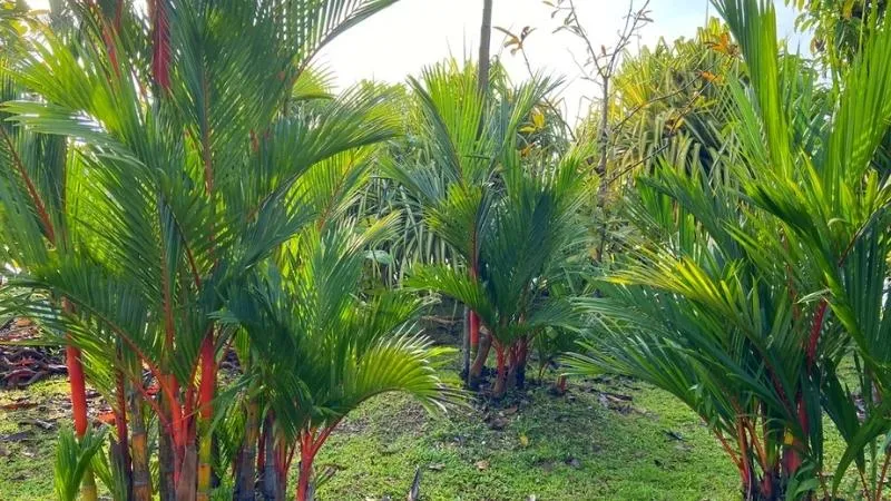 Cây cau đỏ trồng trong sân vườn cạnh hồ nước, tăng cường yếu tố thủy sinh