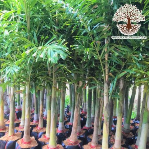 Cách Chăm Sóc Cây Đuôi Chồn Phát Triển Xanh Tốt Và Khỏe Mạnh