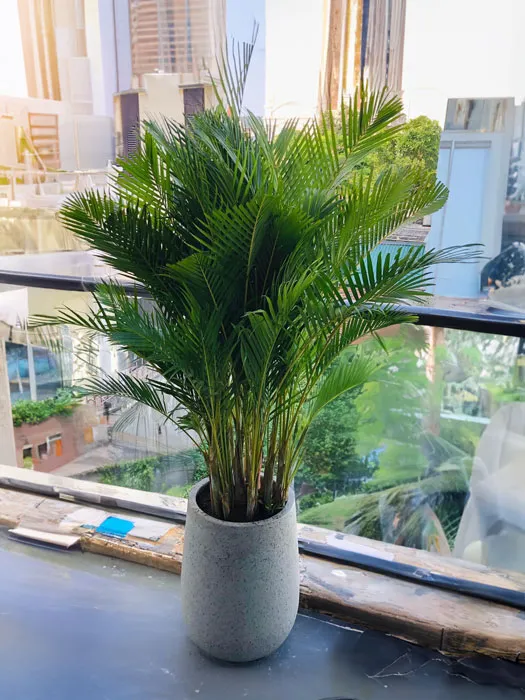 Cây cau lụa Dypsis lutescens trồng trong chậu cảnh