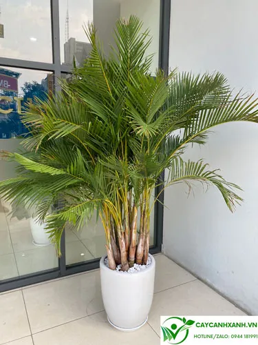 Cây cau lụa trồng trước nhà tạo phong thủy tốt và không cản ánh sáng