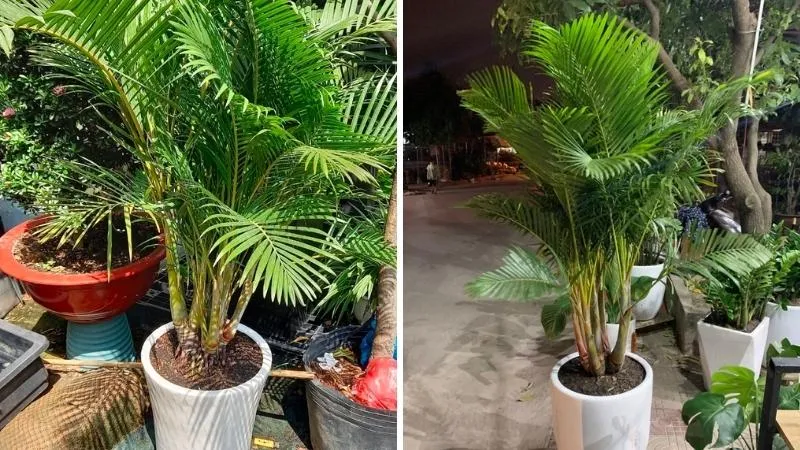 Cây cau Nhật cao lớn