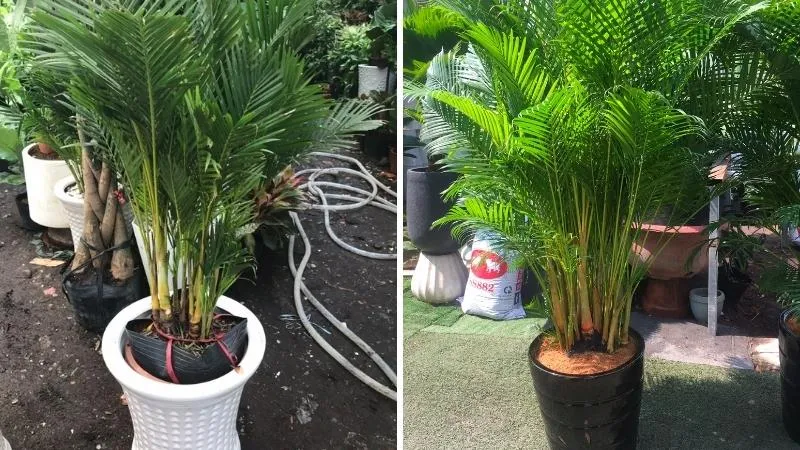 Cây cau Nhật ngoài sân vườn