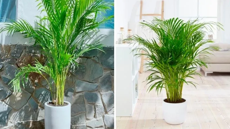 Cây cau Nhật tạo mảng xanh mát