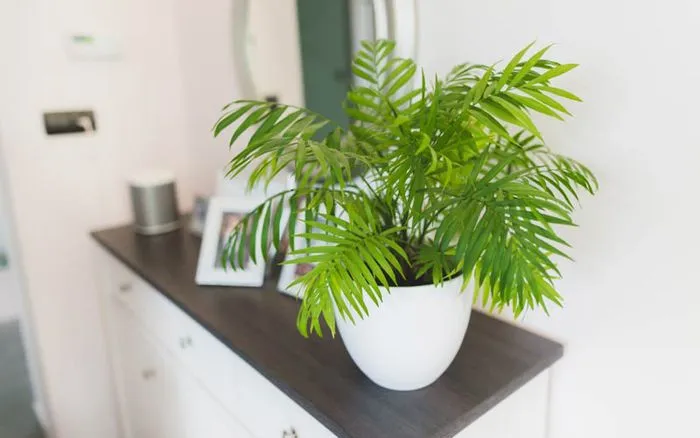 Cây Cau Tiểu Trâm mang lại may mắn và tài lộc cho người mệnh Mộc