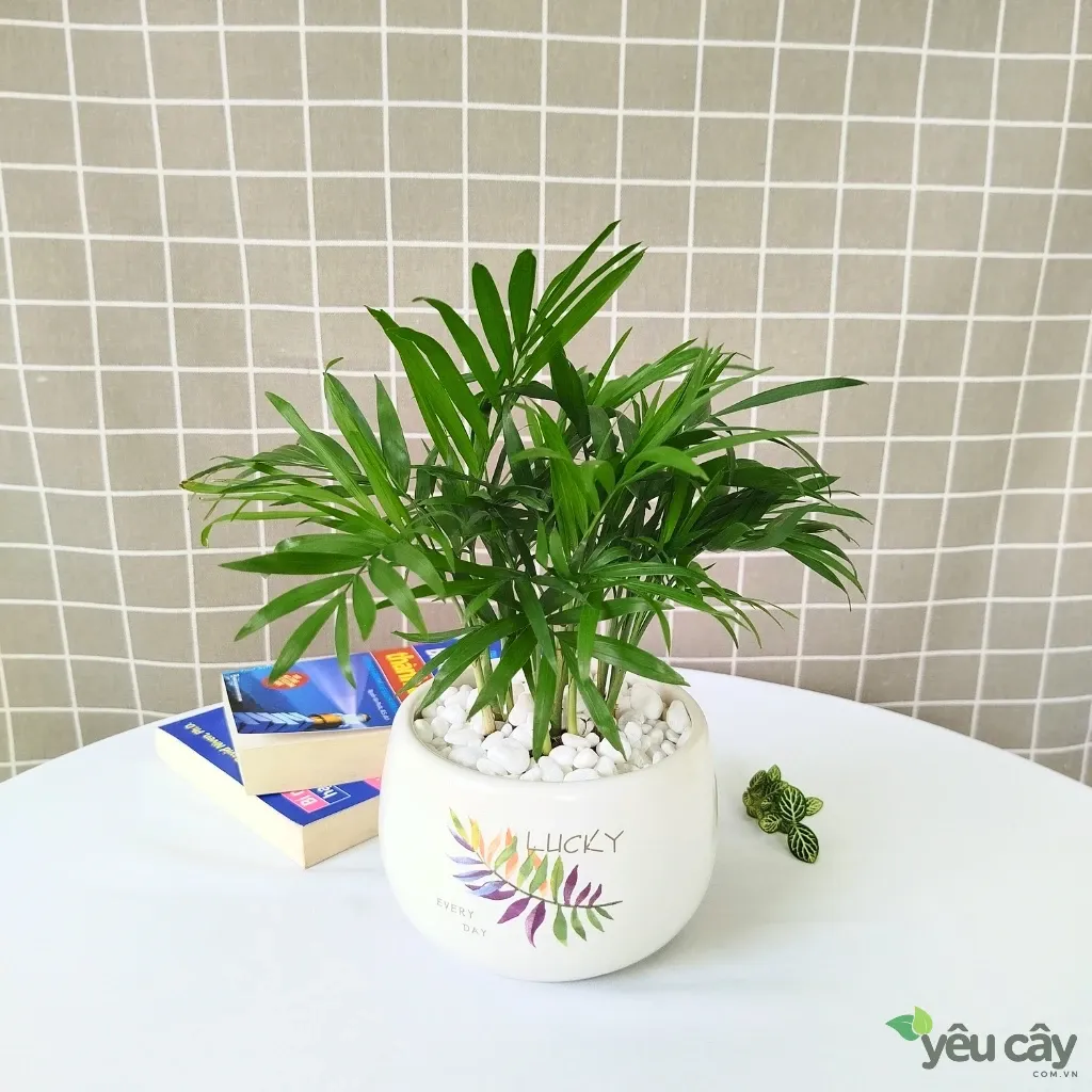 Cây cau tiểu trâm mini trang trí nội thất