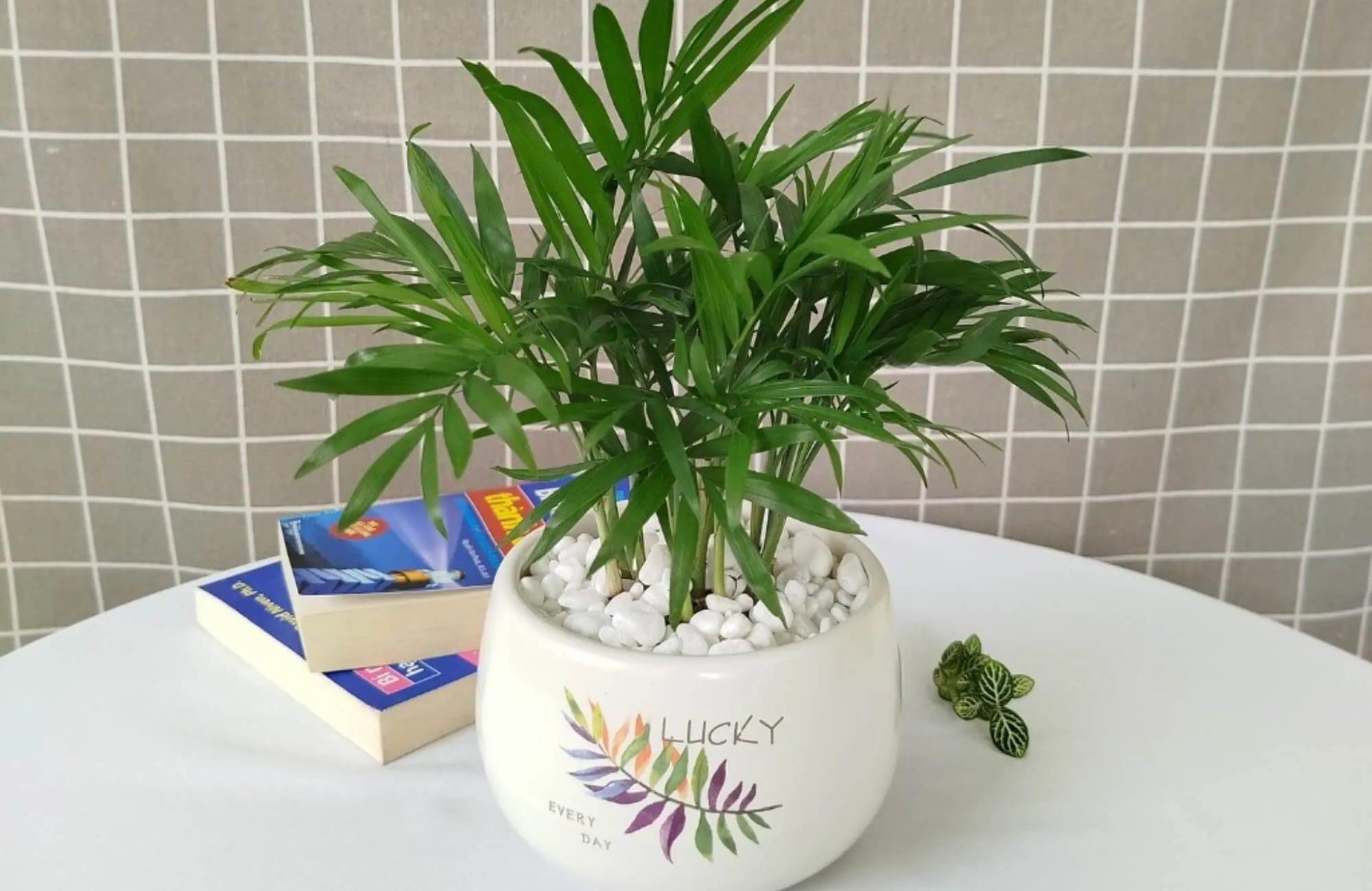 Cây Cau Tiểu Trâm trồng trong chậu nhỏ trong nhà bếp