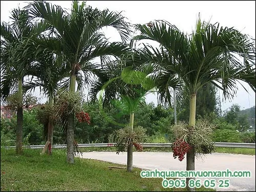 Cây cau trồng trước nhà giúp tăng cường dương khí cho ngôi nhà