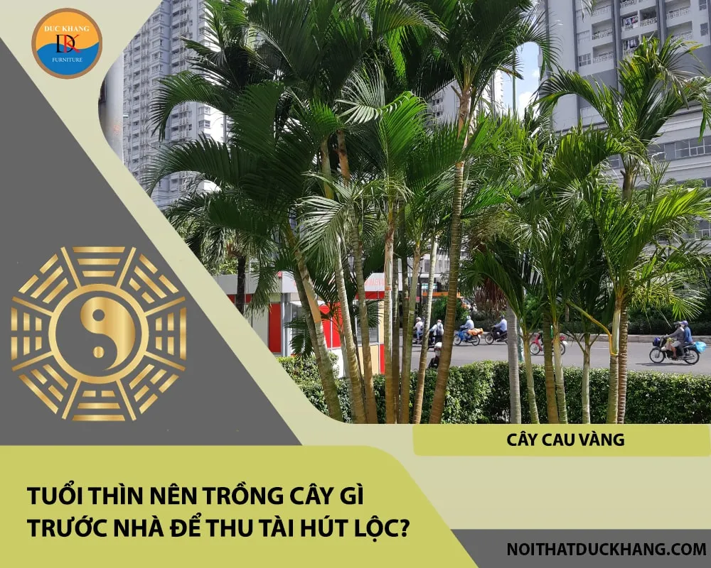 Cây Cau Vàng trồng trước nhà tạo không gian xanh mát, thu hút tài lộc cho Mậu Thìn mệnh Mộc