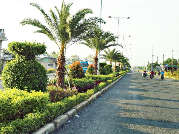 Cây Chà Là thân cột lá thưa, thích hợp làm cây trồng dải phân cách chống lóa trên đường cao tốc