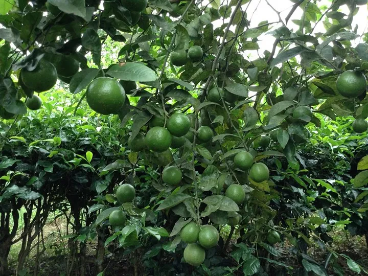 Cây Chanh Bốn Mùa cho năng suất cao, ổn định, thích hợp với đất khô