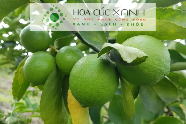 Cây chanh phát triển mạnh mẽ dưới ánh nắng mặt trời tháng 7