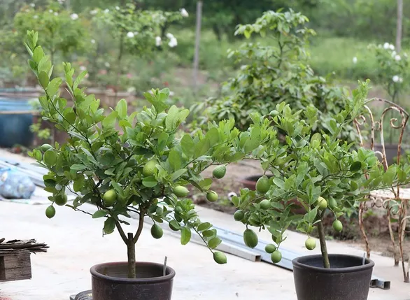 Cây chanh Tứ Quý đang ra hoa và quả non, minh họa cách trồng cây chanh trong chậu đạt năng suất cao.