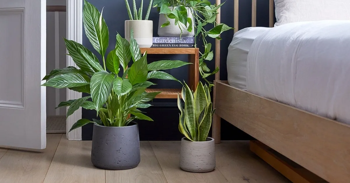 Cây chậu nhỏ như Lan Hồ Điệp Vàng hoặc Trầu Bà Vàng đặt ở góc phòng ngủ giúp thanh lọc không khí hiệu quả