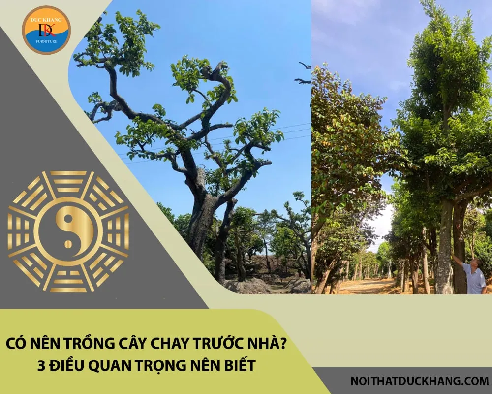 Cây chay lá xanh mướt, rất hợp với gia chủ mệnh Mộc và mệnh Hỏa theo nguyên tắc ngũ hành phong thủy