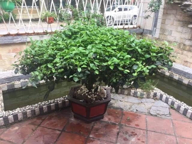 Cách Trồng Cây Chè Xanh Tại Nhà Đạt Chuẩn Chuyên Gia Cho Không Gian Sống Xanh