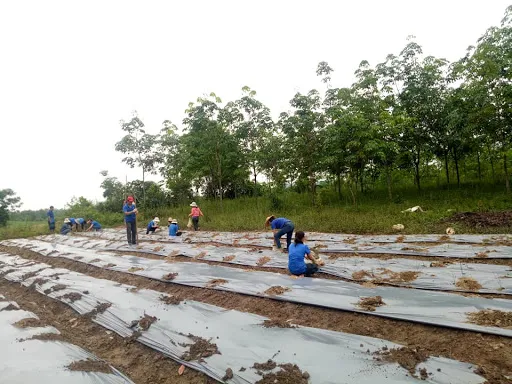 Cây chè vằng cần được trồng ở đất xốp, thoáng khí để đảm bảo rễ không bị úng