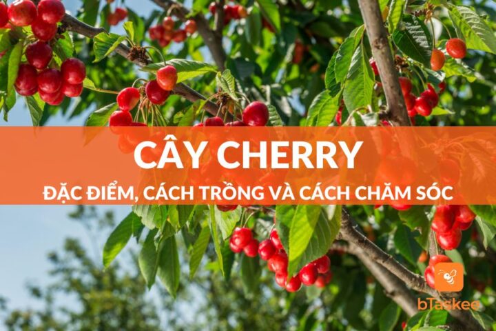 Cách Chăm Sóc Cây Cherry Chuyên Sâu: Kỹ Thuật Trồng Trọt Và Phân Bón