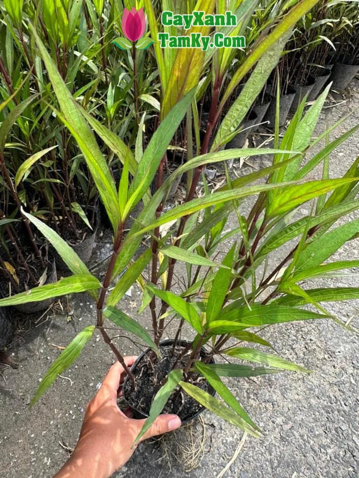 Cây Chiều Tím đang nở rộ hoa màu tím nhạt tuyệt đẹp dưới ánh nắng mặt trời buổi sớm