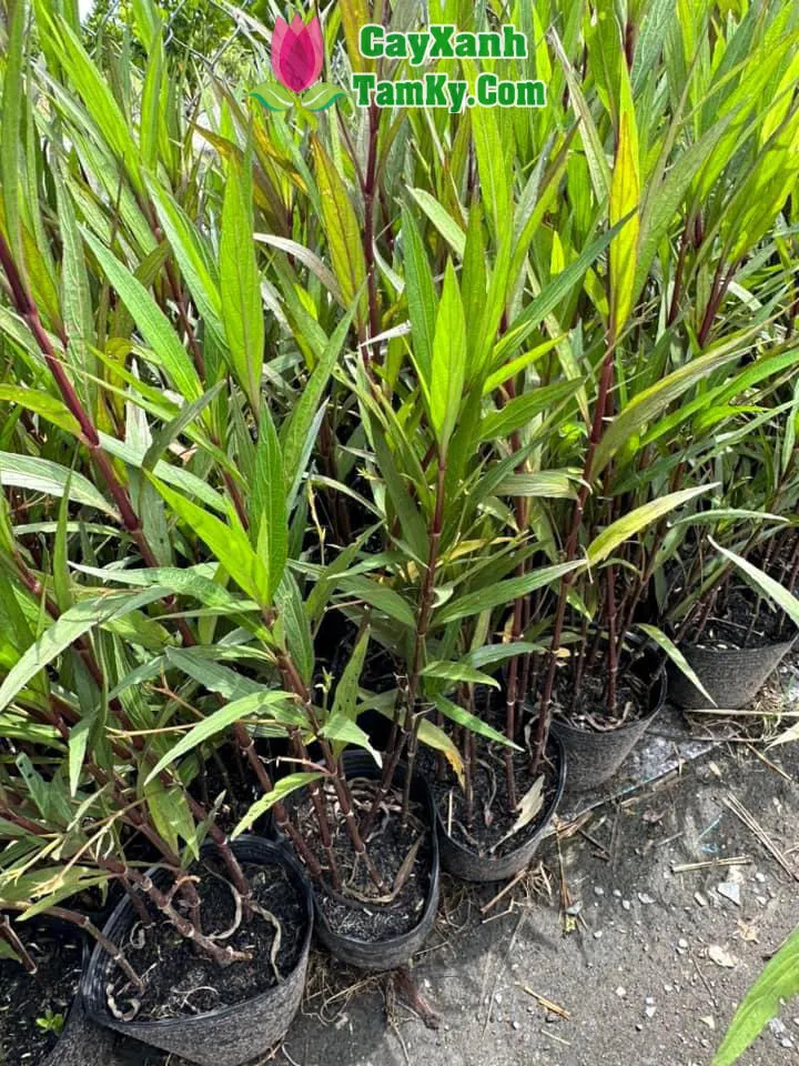 Cây Chiều Tím được trồng thành hàng, tạo điểm nhấn nổi bật trên đường phố