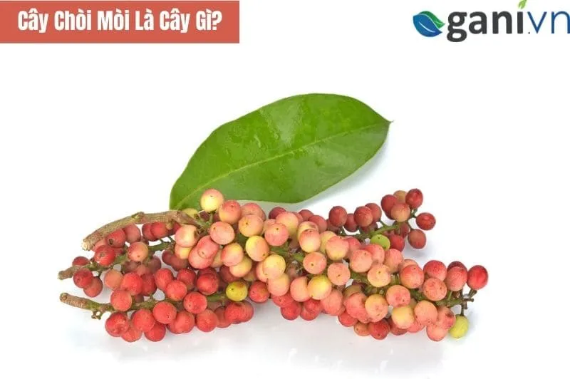 Cây Chòi Mòi Là Cây Gì?