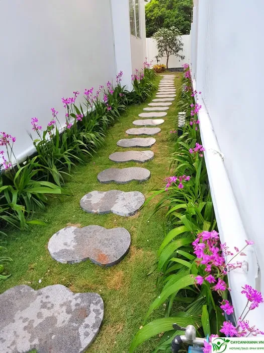 Cây chu đinh lan được trồng viền tạo lối đi xanh mát, một ứng dụng trang trí nhờ cách chăm sóc cây chu đinh lan dễ dàng