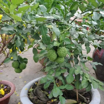 Cây Chúc được trồng trong chậu lớn với bộ tán lá xanh tốt, biểu hiện sức sống mạnh mẽ và đang trong giai đoạn ra hoa kết trái