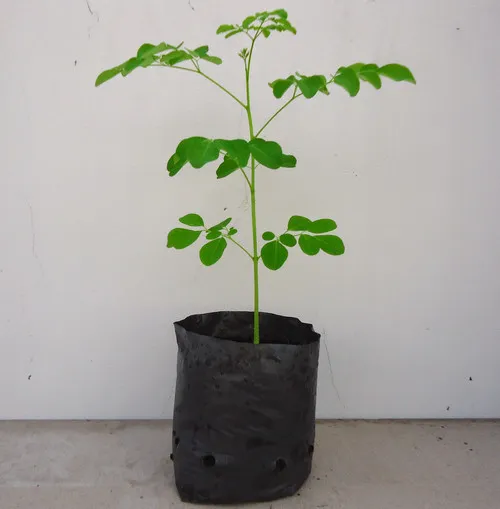 Cây chùm ngây con 6 tuần tuổi chuẩn bị được cấy vào thùng xốp