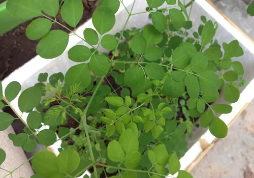 Cây chùm ngây trưởng thành lá xanh tốt, nguồn dinh dưỡng cho gia đình