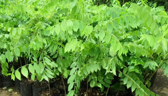 Cây chùm ruột con đang được ươm trong bầu để đạt năng suất và thích nghi môi trường nhanh chóng