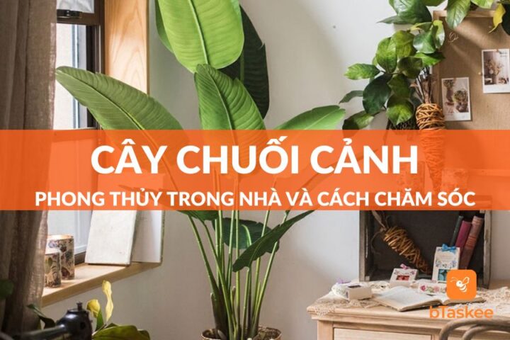 Cách Chăm Sóc Cây Chuối Cảnh Đạt Chuẩn Chuyên Gia Tại Nhà