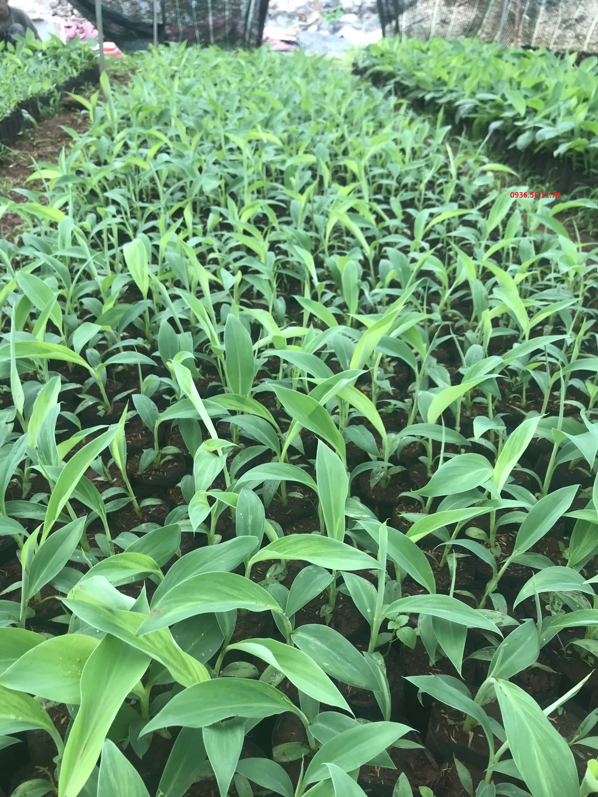 Cây chuối con giống cấy mô khỏe mạnh 3 tuần tuổi, sẵn sàng cho việc trồng