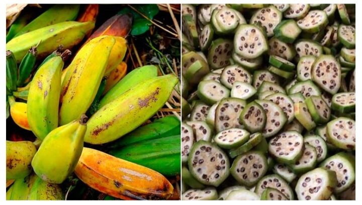 Cách Trồng Cây Chuối Hột Đúng Kỹ Thuật Đạt Năng Suất Cao Bền Vững