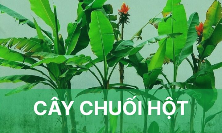 Cách Trồng Cây Chuối Hột Đúng Kỹ Thuật Đạt Năng Suất Cao Bền Vững