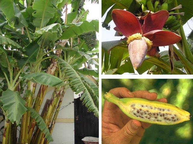 Cách Trồng Cây Chuối Hột Đúng Kỹ Thuật Đạt Năng Suất Cao Bền Vững