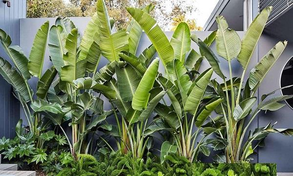 Sau Nhà Nên Trồng Cây Gì Phù Hợp Phong Thủy Và Đem Lại Tài Lộc