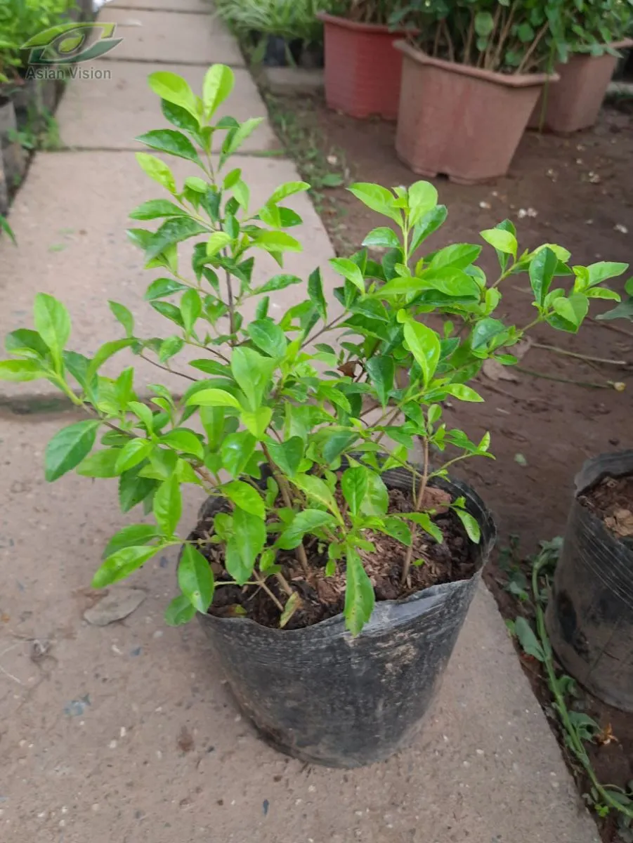 Cây Chuỗi Ngọc cần được tưới nước hợp lý để tránh bị úng rễ, đặc biệt vào mùa mưa