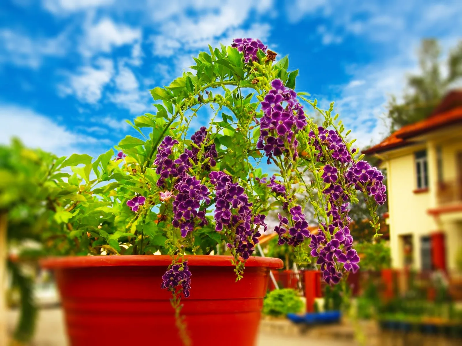 Cây chuỗi ngọc được trồng trong chậu