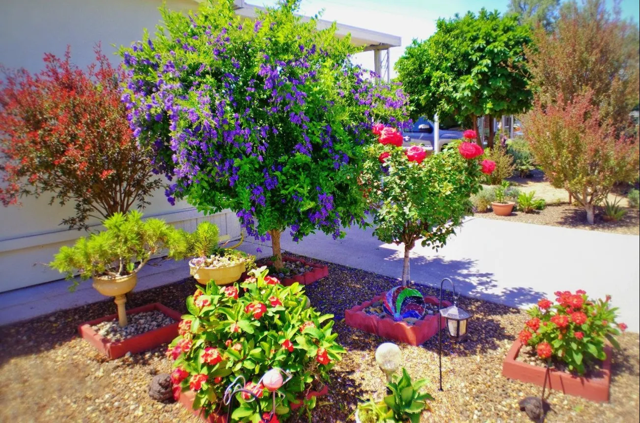 Cây chuỗi ngọc được trồng trong vườn