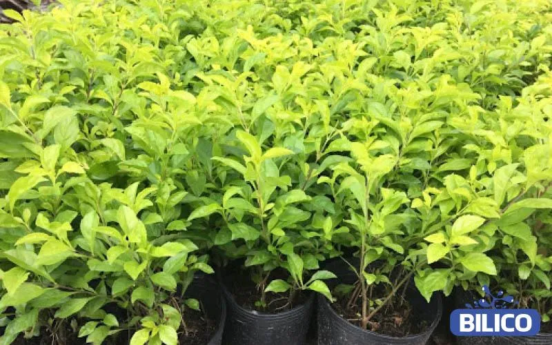 Cây chuỗi ngọc vàng với màu sắc tươi sáng đang được dùng làm hàng rào phân khu