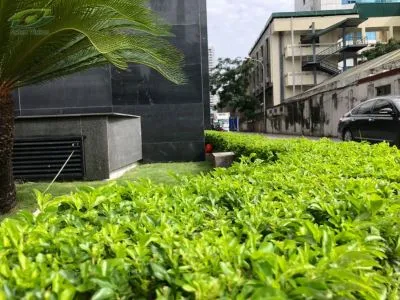 Cây Chuỗi Ngọc xanh tươi được sử dụng để tạo viền và thảm cây trong công trình cảnh quan