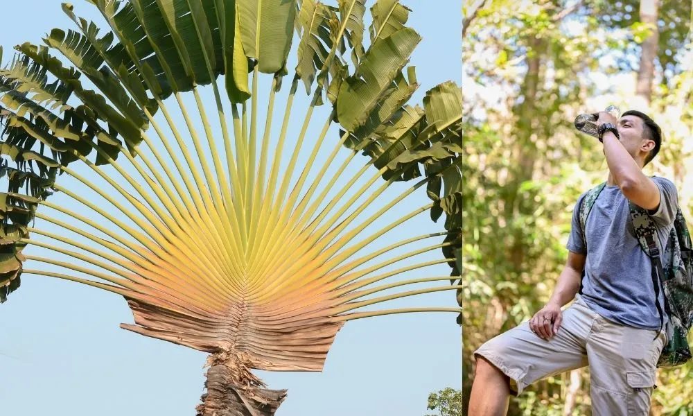 Cây chuối quạt có thể cứu cánh phượt thủ trong các tình huống khẩn cấp